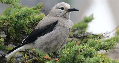 Clark's Nutcracker Life History, All About Birds, Cornell Lab of Ornithology