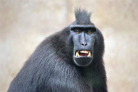 4,200+ Monkey Teeth Stock Photos, Pictures & Royalty-Free Images - iStock