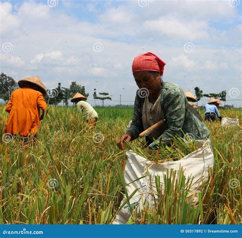 Rice harvest editorial photography. Image of grow, rainy - 50317892