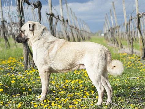 The Kangal dog, the dog with the strongest bite force of all dogs is 743 PSI, larger than the ...