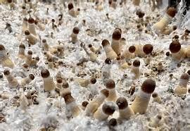 Mastering Mycelium Pinning: A Guide on Mushroom Growth Stages