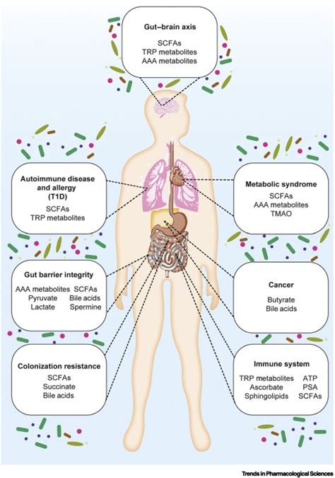 Deciphering the Chemical Lexicon of Host–Gut Microbiota Interactions: Trends in Pharmacological ...