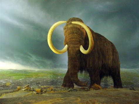 Thẻ ghi nhớ: Woolly Mammoths On St Paul's Island | Quizlet