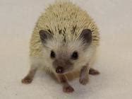 HEDGEHOG BABIES Available from Hogheavenhedgehogs