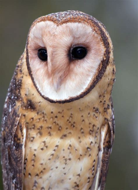 Grass Owl // Effraie des prairies (Tyto longimenbris) | Owl, South ...