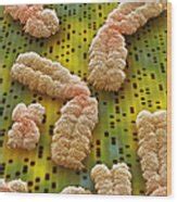 Chromosomes, Sem Photograph by Power And Syred - Fine Art America