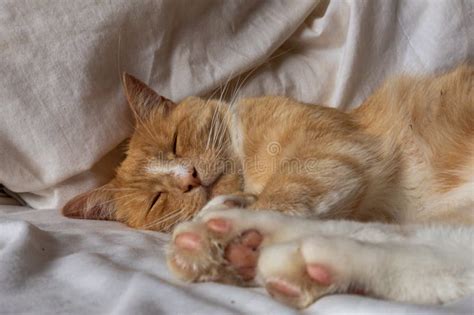 Sleeping ginger cat stock image. Image of country, relaxed - 196323685