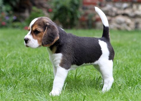 Beaglier (Beagle x Cavalier King Charles Spaniel Mix) Temperament, Puppies, Pictures