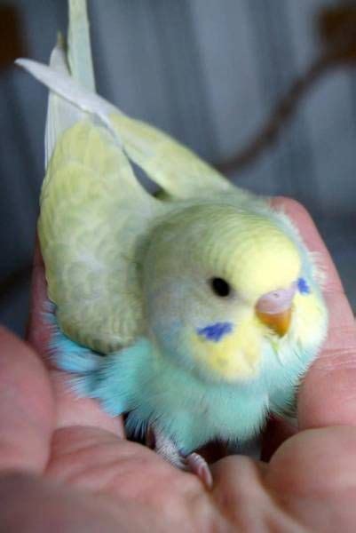 Rainbow baby budgies (crestbred) | Cute animals, Baby budgies, Cute birds