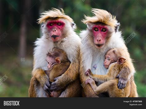 Monkey Family Image & Photo (Free Trial) | Bigstock