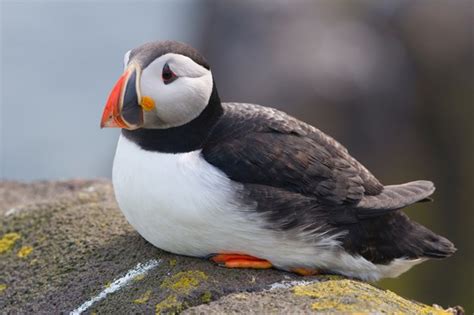 Puffin © Lorne Gill/SNH