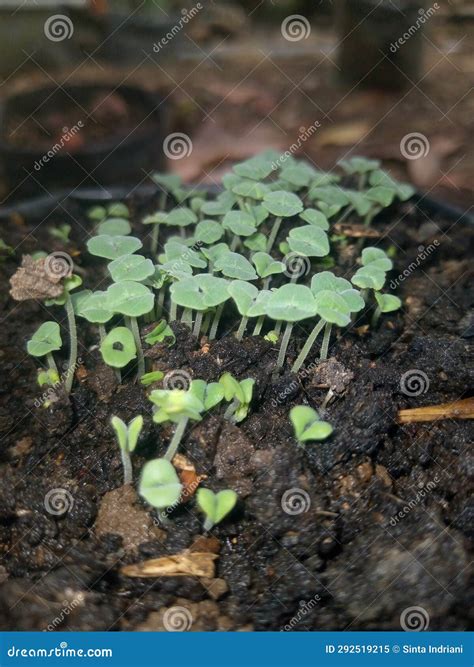 Newly Grown Chia Seed Plants are Planted in the Ground Stock Image ...