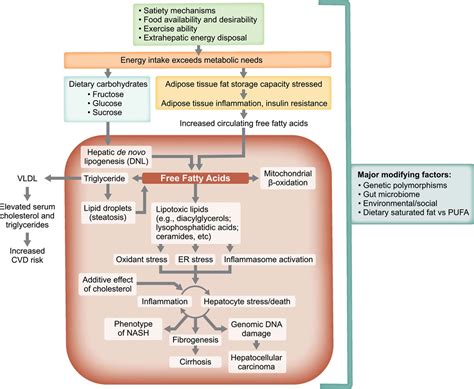 Why are GLP-1 agonists being used to treat patients with nonalcoholic ...