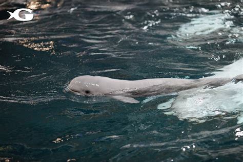 Watch this baby beluga grow up at the Georgia Aquarium