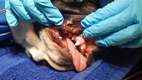 Dr. Kraemer Vet4Bulldog oral papilloma virous tumors in bulldogs - YouTube