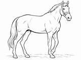 Tennessee Walking Horse Coloring  Page sketch template