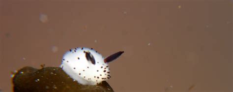 10 Facts About the Sea Bunny Slug