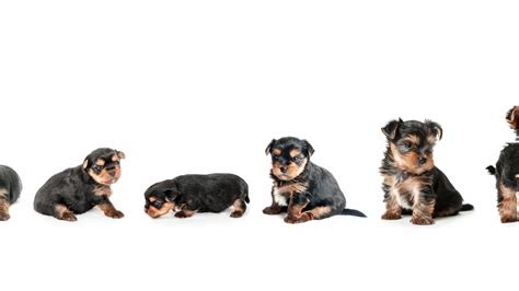 Yorkie growth chart and Yorkshire terrier development stages - Yorkie.Life