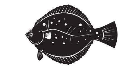 Flounder Illustrations, Royalty-Free Vector Graphics & Clip Art - iStock