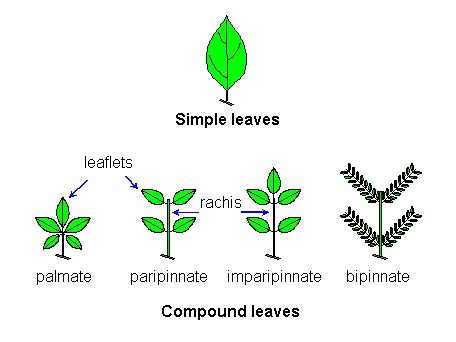 Plantinvasivekruger - Glossary - Pl@ntnet