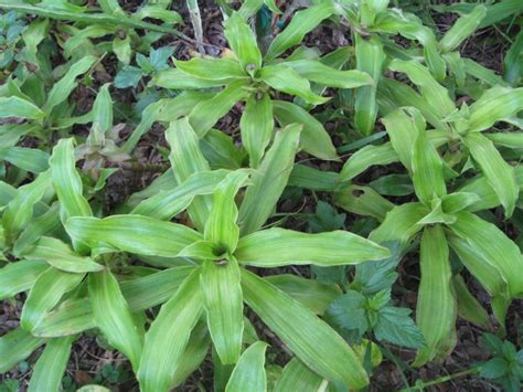 Callisia Fragrans The Rare Variegated Cultivar, The False Bromeliad ...