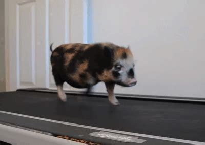 Piggy GIF | Cute animals, Animals, Micro pigs