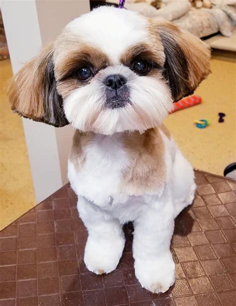 Male Shih Tzu Haircuts