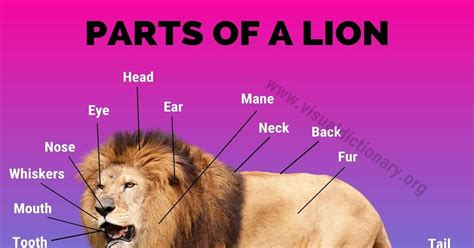 Lion Anatomy: Amazing List of 25 Different Parts of A Lion - Visual ...