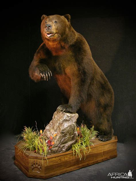 Brown Bear Full Mount Taxidermy | AfricaHunting.com