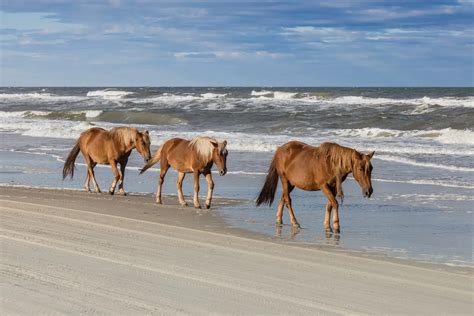 Where did the wild horses on the Outer Banks NC come from? - Outer Banks Recipes