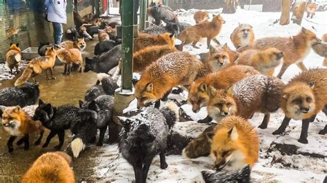 More than 100 foxes live in a free-range fox village Japan｜Zao Fox Village, Miyagi - YouTube