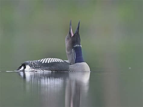 Arctic Loon Bird Facts (Gavia arctica) | Bird Fact