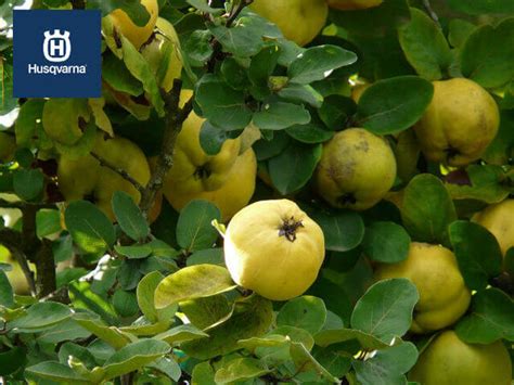 Árbol del membrillo, mucho más que una especie productora de frutos.