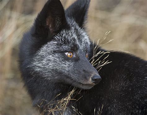 "Black Fox 15" by Dan Newcomb Photography on Flickr - This is a 'black fox' That the ...