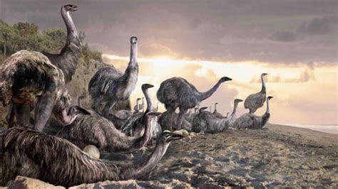 Humans were Hunting the Largest Bird in the World on Madagascar 10,500 Years Ago | Extinct ...