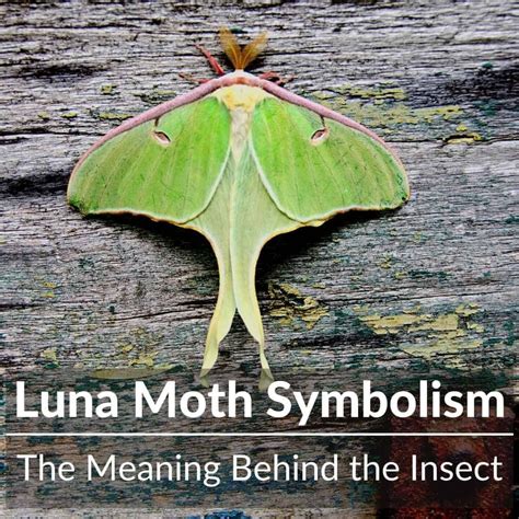 Luna Moth Symbolism: The Meaning Behind The Insect in 2022 | Moth symbolism, Luna moth symbolism ...