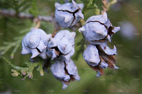 Juniper berries featuring juniper, berries, and shrub | Nature Stock ...