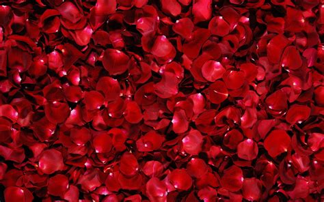 Dark Red Roses Wallpaper (59+ images)