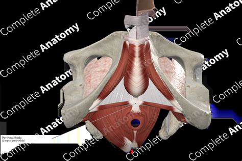 Perineal Body | Complete Anatomy