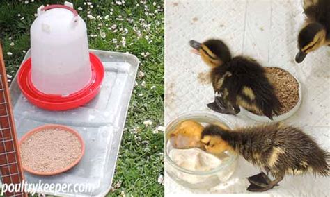 How to Care for Wild Baby Ducks