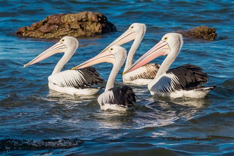 Australian Water Birds - Australia's Wonderful Birds