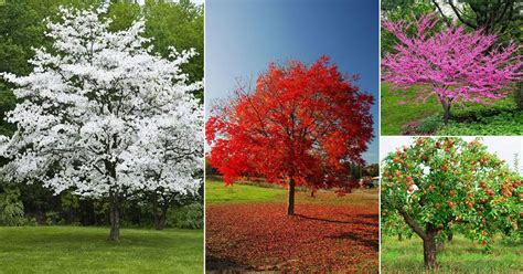 17 Best Trees to Plant in Georgia | Most Common Trees in Georgia