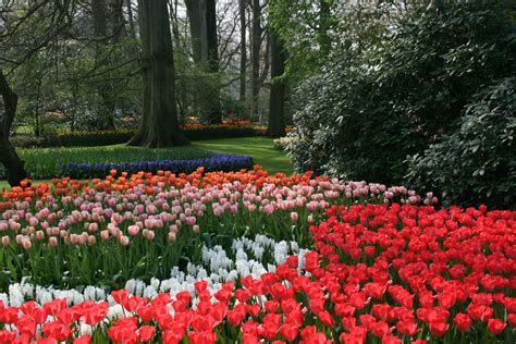 Tulips in Keukenhof Gardens