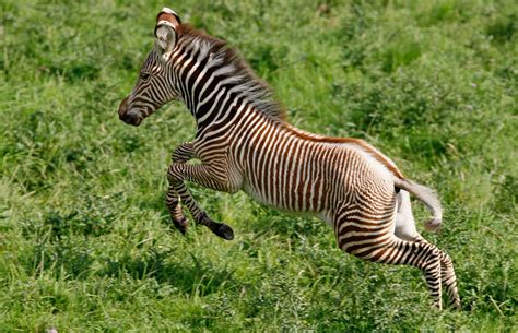 Florence, an Endangered Grevy's Zebra, Is Born in Scotland's Edinburgh Zoo | POPSUGAR Pets