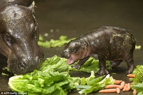 Conservation:Cute: Pygmy Hippo Born in African Conservation Center