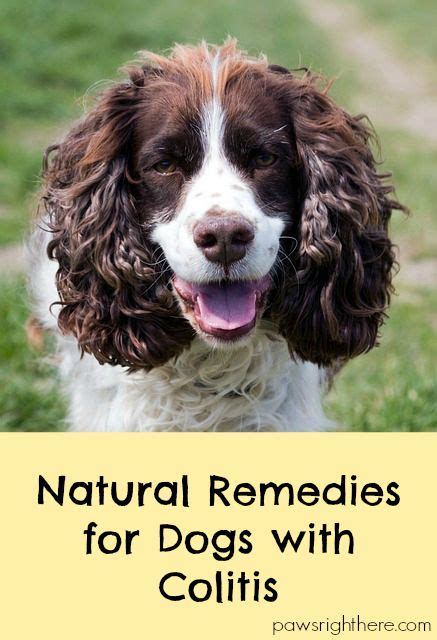 Natural Remedies For Dogs With Colitis - Paws Right Here