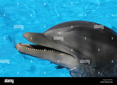 Porpoise teeth hi-res stock photography and images - Alamy