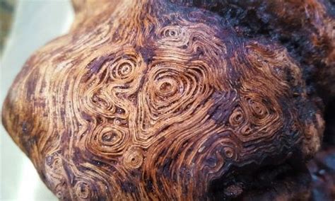 Genuine photograph of wood burl, a growth in a tree that causes deformed grain, beneath the bark ...