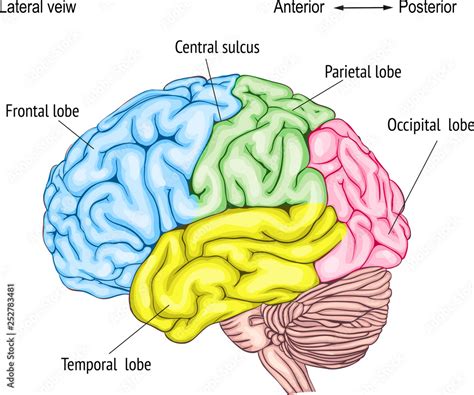 anatomy of the human brain. areas of the cerebral cortex. anatomy of the Central nervous system ...