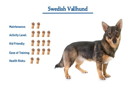 Swedish Vallhund Dog Breed… Everything You Need to Know at a Glance!